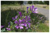 Malva sylvestris