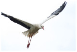 White Stork 