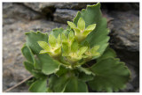 Androsace maxima