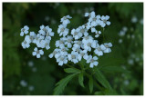 Achillea macrophylla