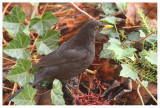 Blackbird