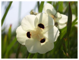 Moraea