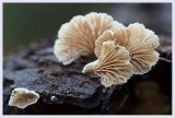 Crepidotus variabilis