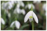 Galanthus nivalis