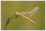 Sympetrum fonscolombii 