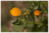 Calendula arvensis