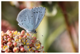 Celastrina argeolus