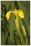 Iris pseudacorus