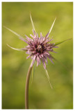 Tragopogon porrifolius
