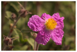 Cistus albidus