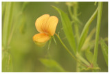 Lathyrus gorgonei