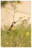 Goldfinch