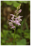 Dactylorhiza fuchsii