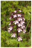 Orchis purpurea