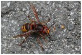 Vespa crabro
