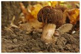 Cortinarius sp.