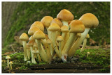 Hypholoma fasciculare