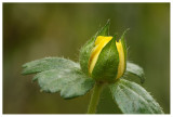 Potentilla indica