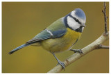 Blue Tit