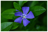 Vinca minor