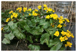 Caltha palustris