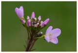 Cardamine pratensis