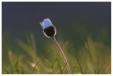 Bellis perennis