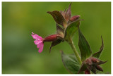 Silene dioica