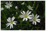 Stellaria holostea