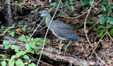 Black Crowned Night Heron (Juvenile), Florida