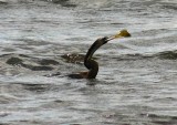 Anhinga, Florida