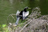 Anhinga, Florida