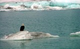 Bald Eagle, Alaska