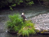 Bald Eagle, Alaska