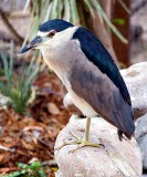 Black Crowned Night Heron, Florida