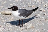 Laughing Gull, Florida