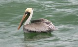 Brown Pelican, Florida