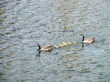 Canada Geese, Minneapolis