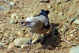 Gray Jay, Colorado