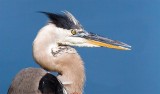 Great Blue Heron, Florida