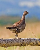 Grouse, Colorado