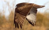 Hawk, Arizona