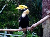Hornbill, Pittsburgh Aviary