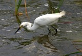 Snowy Egret, Florida