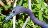 Little Blue Heron, Florida