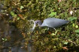 Little Blue Heron, Florida