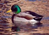 Mallard, Arizona