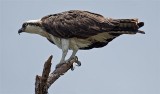 Osprey, Florida