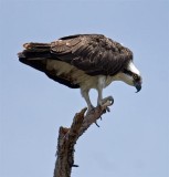 Osprey, Florida