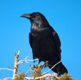 Raven, Arizona
